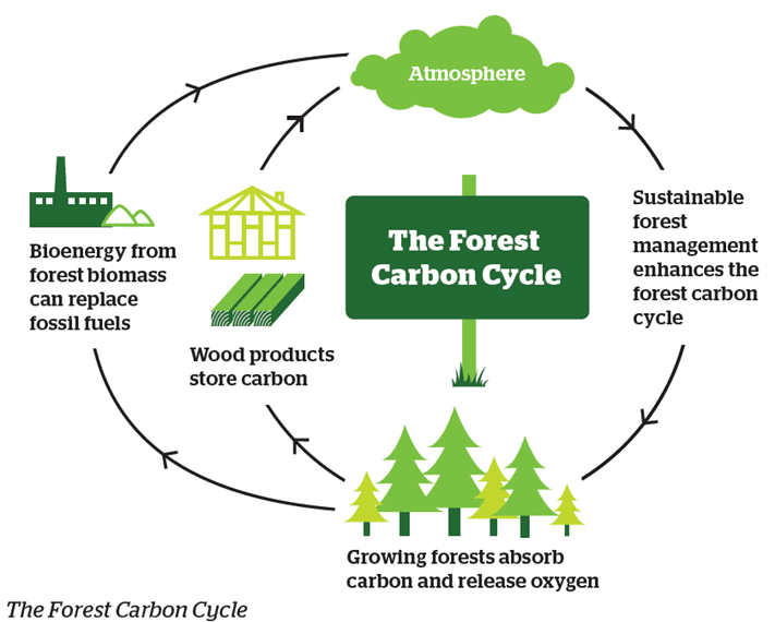 The Forest Carbon Cycle